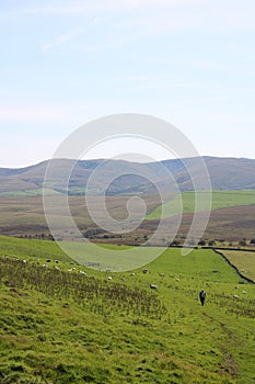 Distant walker bridleway through field with sheep