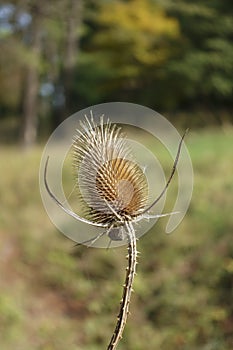 A single thistle - Carduoideae.