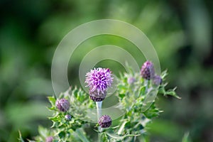 Distel im Herbst photo