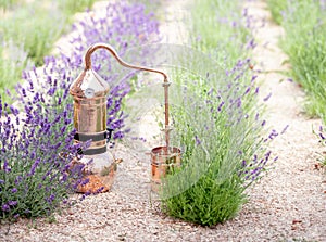 Distillation of lavender essential oil and hydrolate. Copper alambic for the flowering field.