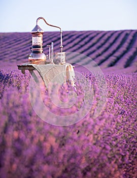 Distillation of lavender essential oil and hydrolate. Copper alambik for the flowering field.