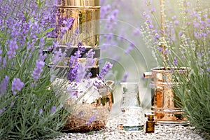 Distilling apparatus alembic with esential oil between of lavender field lines.