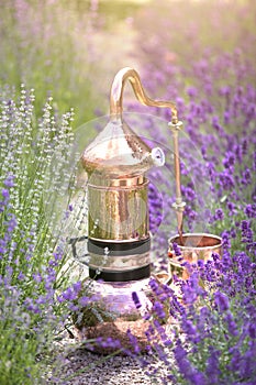 Distilling apparatus alembic on the ground with esential oil between of lavender field lines