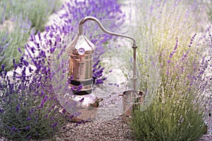 Distilling apparatus alembic on the ground with esential oil between of lavender field lines