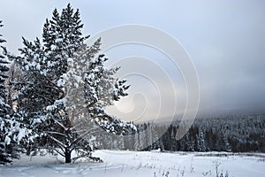 Distinct fir tree on a snowfield