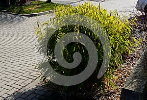 Distinct green-white variegated leaves in spring that fade to more of a green leaf by summer. Mow in mid-winter to encourage a spr