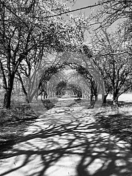 A distinct line of spring trees in black and white in Kyiv - UKRAINE - TREES