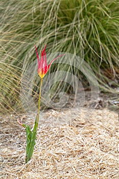 Single Horned Tulip Tulipa acuminata photo