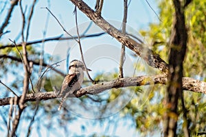 The Distinctive Australian Kookaburra