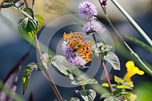 Distinctive comma butterfly Hesperia comma borealison water mint blossom. photo