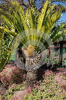 A distinctive Cycad tree