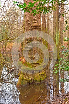 Distinctive Cypress Tree Trunk in the Wetland Forest