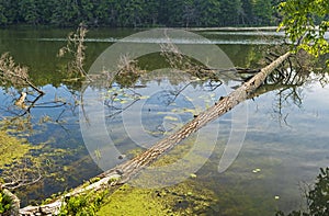 Distinctive Downed Tree in a North Woods Lake