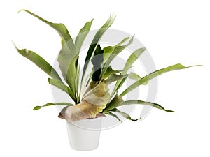 Distinctive flattened fronds of a potted Staghorn fern on white photo