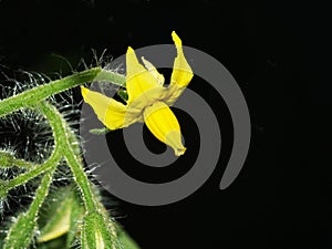 The distinctive flower of the tomato plant photo