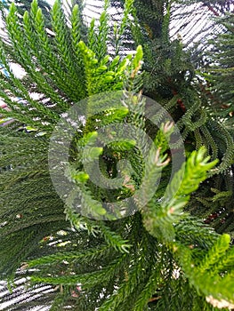 A distinctive glamorous and decorative green and flowering conifer tree