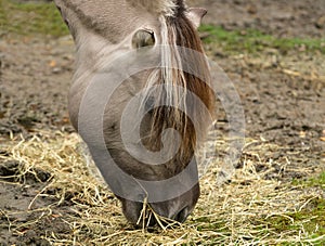 Distinctive markings and mane of Fjord Horse