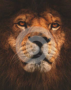 Distinctive, matte lion`s portrait