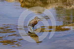 Distinctive Nankeen Night Heron at Cape Range National Park