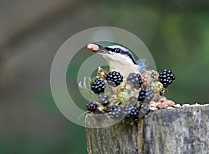 Distinctive nuthatch collecting seeds and nuts