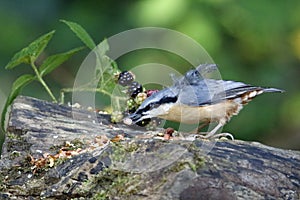 Distinctive nuthatch collecting seeds and nuts