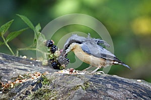 Distinctive nuthatch collecting seeds and nuts