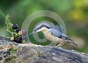 Distinctive nuthatch collecting seeds and nuts