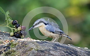 Distinctive nuthatch collecting seeds and nuts