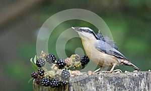 Distinctive nuthatch collecting seeds and nuts