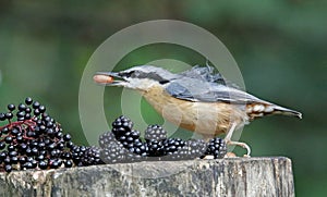 Distinctive nuthatch collecting seeds and nuts