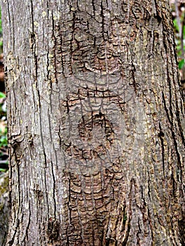 Distinctive pattern of a perennial target canker on a red maple tree trunk.