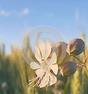 The distinctive shape of flowers