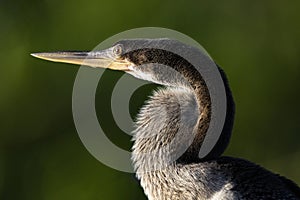 Distinctive snakebird appearance of anhinga in Florida