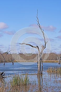 Distinctive Tree Trunk in a Wetland Lake