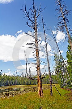 Distinctive Tree Trunk by a Wilderness Pond