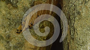 The distinctive wax tube a nest entrance of stingless bees.