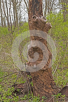 Distinctive Weathered Tree Trunk in the Forest