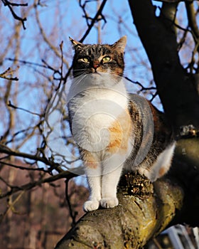 Distinguished queen of cats sits on apple tree and watchs her demesne. Adorable and high-minded kitten with magical green eyes.