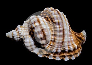 Distorsio Anus Shell on Black Background