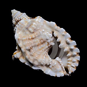 Distorsio Anus Shell on Black Background