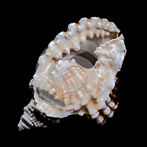 Distorsio Anus Shell on Black Background