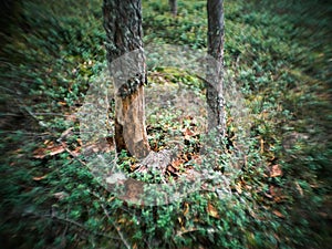 distorted forest plant details with old petzval lens