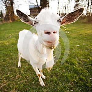 Distorted goat