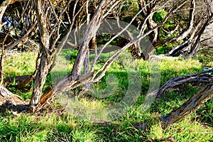 Distorted Stringy bark Eucalyptus Trees, Sydney, Australia