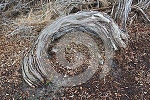 Distorted Stringy Bark Tree Trunk