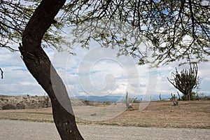 Distorted tree trunk with cactus at Tatacoa Desert