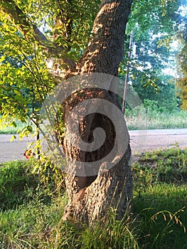 Distorted tree on lawn