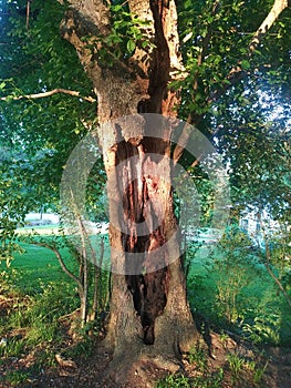 Distorted tree on lawn