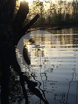 Distorted Tree Reflection