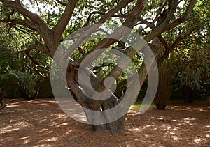 DISTORTED TREE TRUNKS IN THE BOTANIC GARDENS